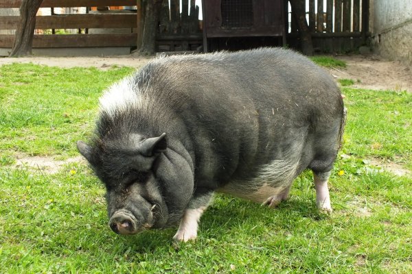 Mini-Zoo  Małe Ranczo