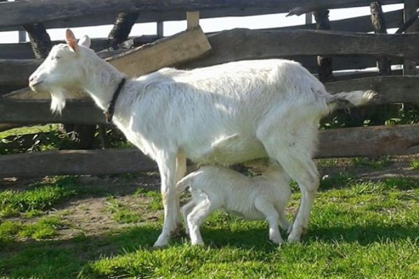 Mini-Zoo  Małe Ranczo