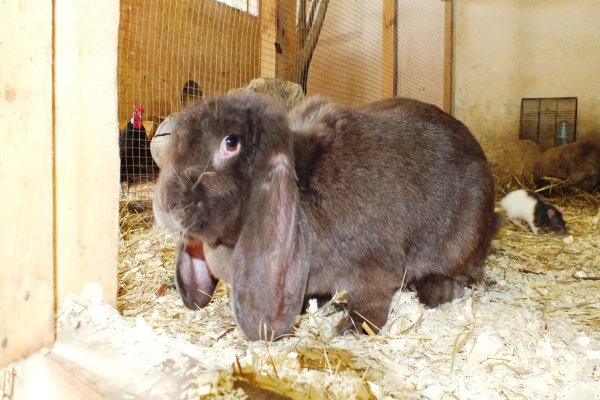 Mini-Zoo  Małe Ranczo