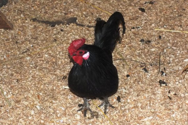 Mini-Zoo  Małe Ranczo