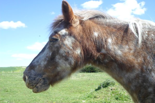 Mini-Zoo  Małe Ranczo