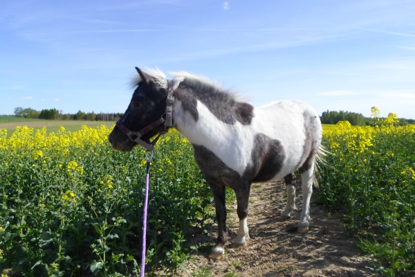 Mini-Zoo  Małe Ranczo