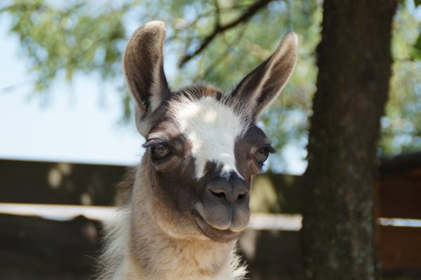 Mini-Zoo  Małe Ranczo