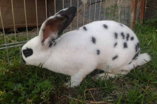 Mini-Zoo  Małe Ranczo