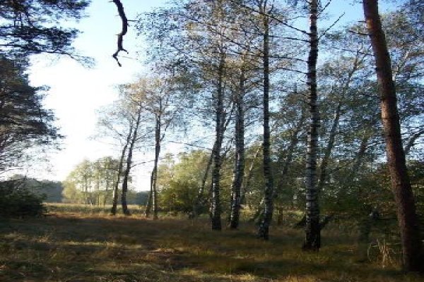 Chroniony Krajobraz Lasów Balczewskich