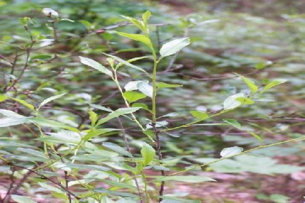 Chroniony Krajobraz Lasów Balczewskich