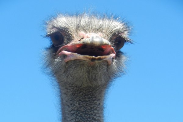 Strusia Farma Kniewo