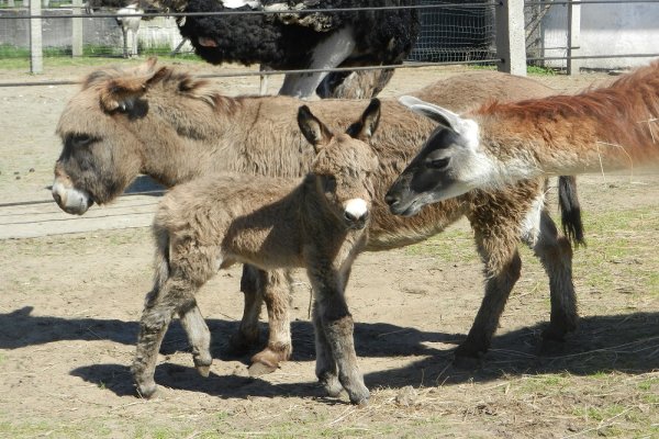 Strusia Farma Kniewo