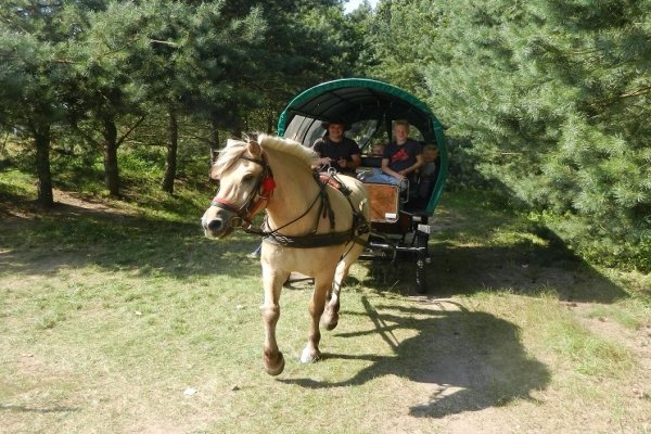 Strusia Farma Kniewo