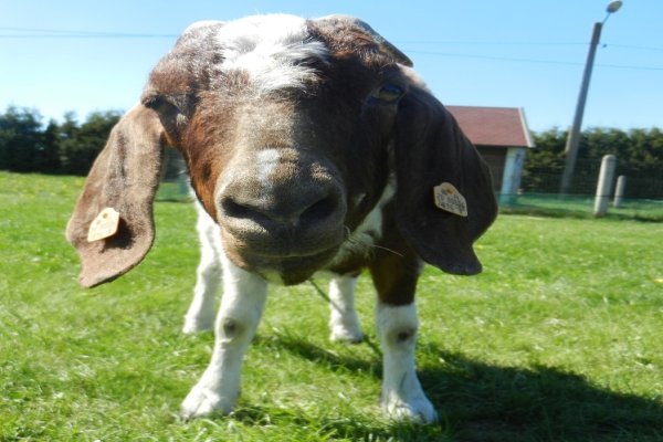 Strusia Farma Kniewo