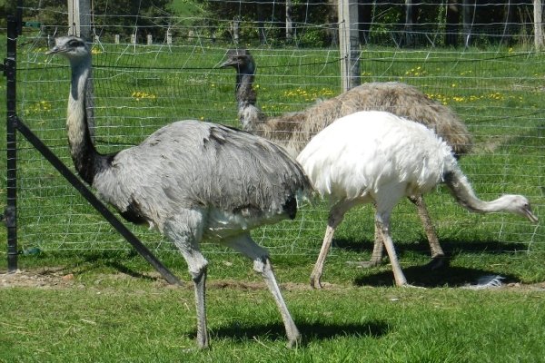 Strusia Farma Kniewo