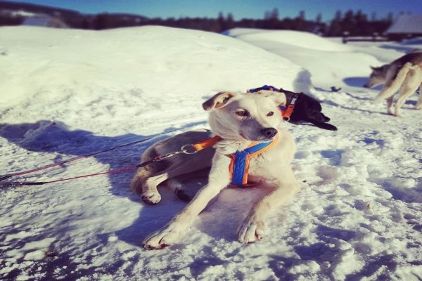 Alaskan Husky - Ule - Psie zaprzęgi - Psy na biegunach przejażdżki i wyprawy dla całej rodziny, prawdziwa przygoda i ognisko w tipi.