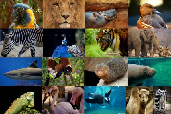 ZOO Wrocław - zwierzęta - Wrocławskie Zoo