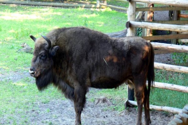 jeden z mieszkańców parku - Woliński Park Narodowy