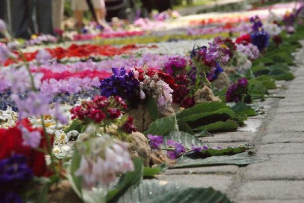 Kwietne dywany na Boże Ciało