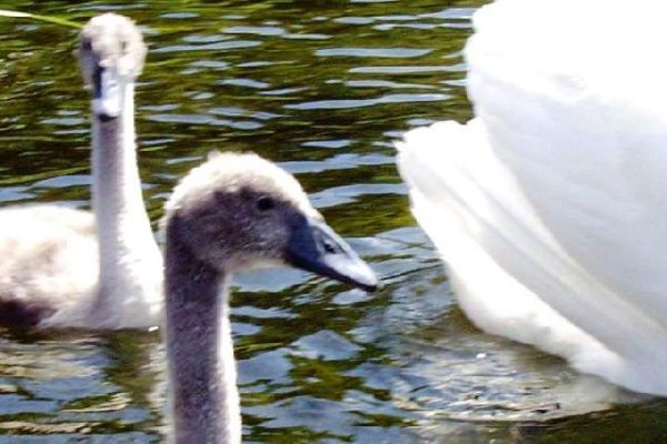 Spływ rzeką Krutynia