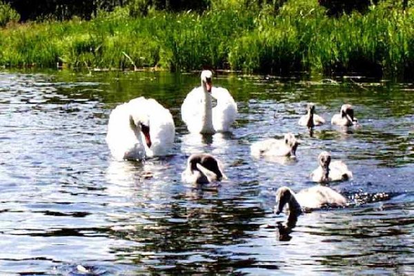 Spływ rzeką Krutynia