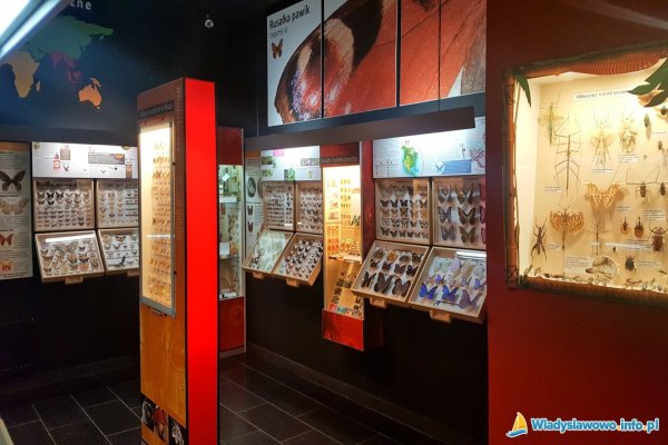 Muzeum Motyli we Władysławowie - Muzeum Motyli