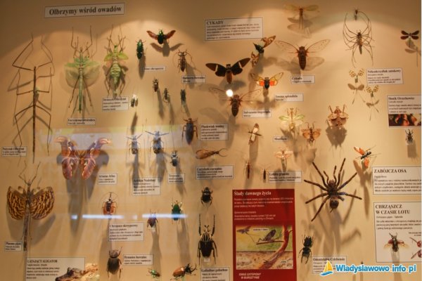 Muzeum Motyli Władysławowo - Muzeum Motyli