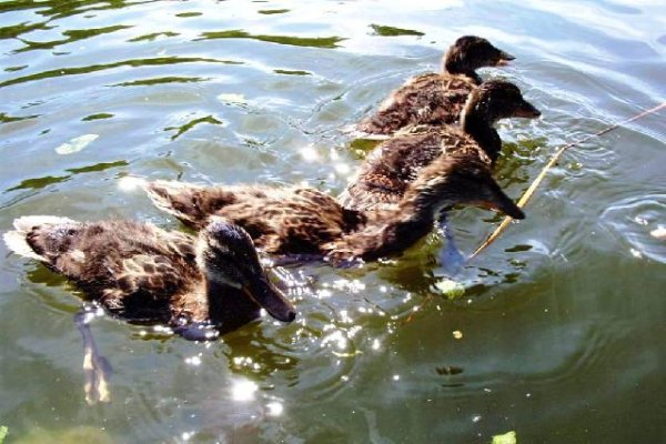 Spływ rzeką Krutynia