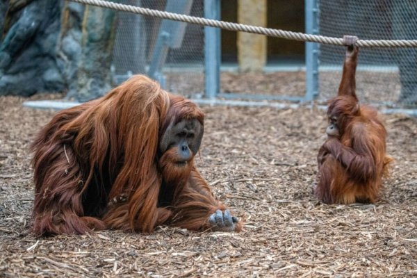 Orangutany w Orientarium w Łodzi - Orientarium Łódź