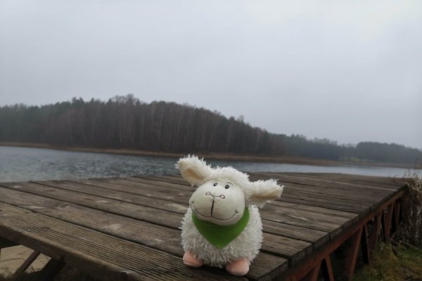 Owieczka nad Jeziorem Trzebciny - Jezioro Trzebciny