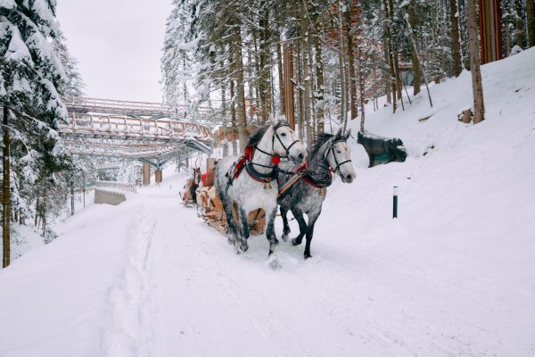 Gorczański Kulig - Centrum Przyrodniczo-Edukacyjne Brama w Gorce