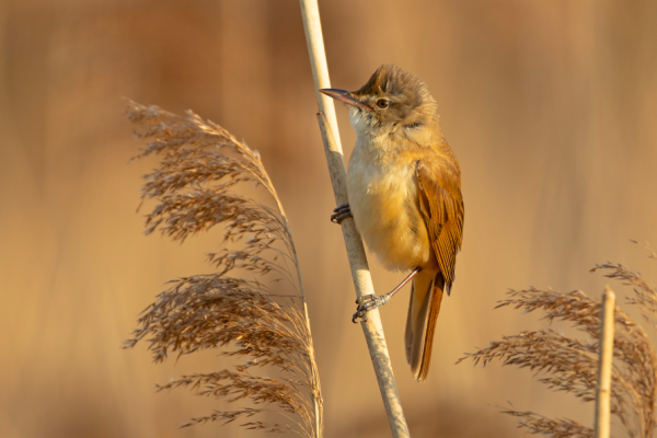 Ptaszarnia we Władysławowie - Ptaszarnia we Władysławowie - Odkryj Raj dla Miłośników Przyrody