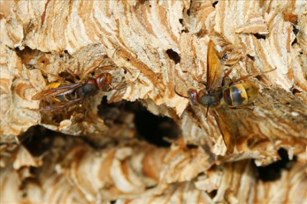 Skansen pszczelarski