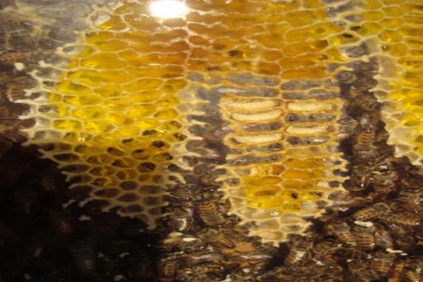 Skansen Pszczelarstwa