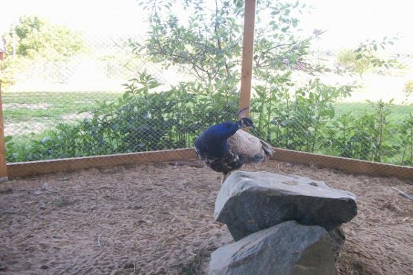 Chocielewko Green Manor Miniature Park