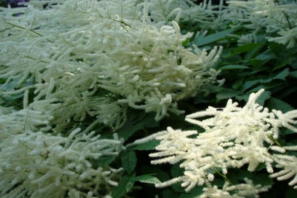 Ogród Botaniczny we Wrocławiu