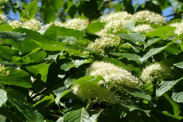 Ogród Botaniczny we Wrocławiu