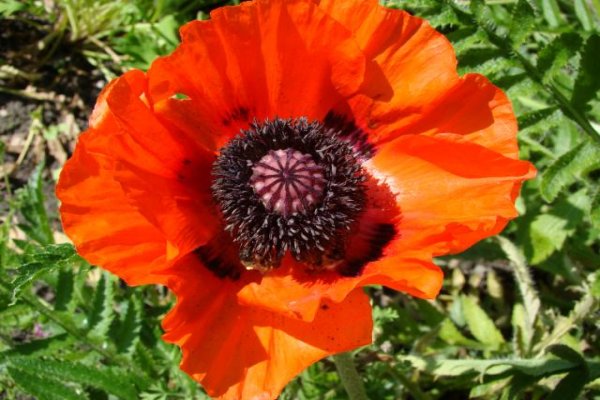 Ogród Botaniczny we Wrocławiu