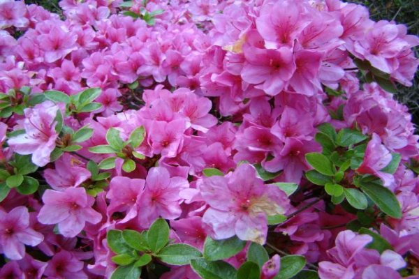 Ogród Botaniczny we Wrocławiu