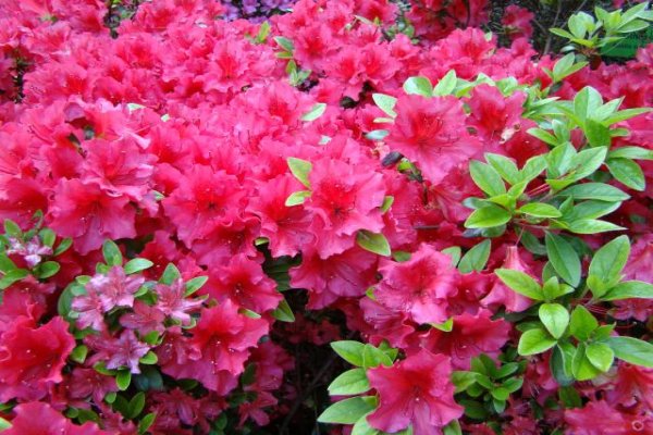 Ogród Botaniczny we Wrocławiu