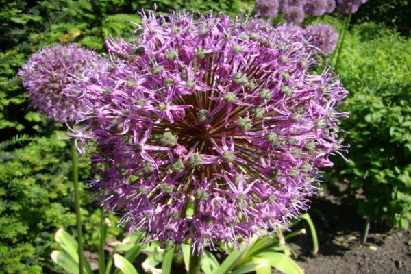 Ogród Botaniczny we Wrocławiu