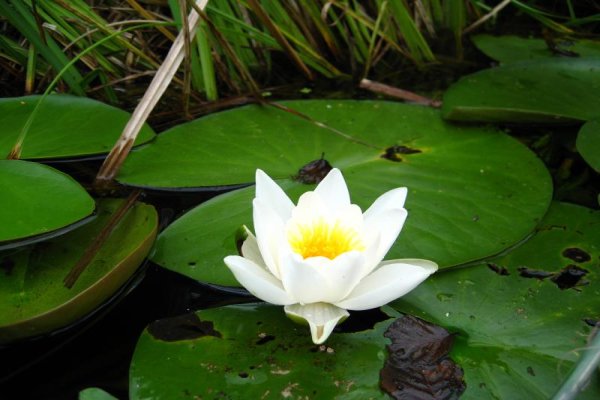 Spływ rzeką Krutynia