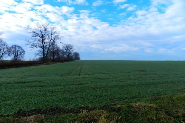 Cmentarz wojenny pod Adamówką