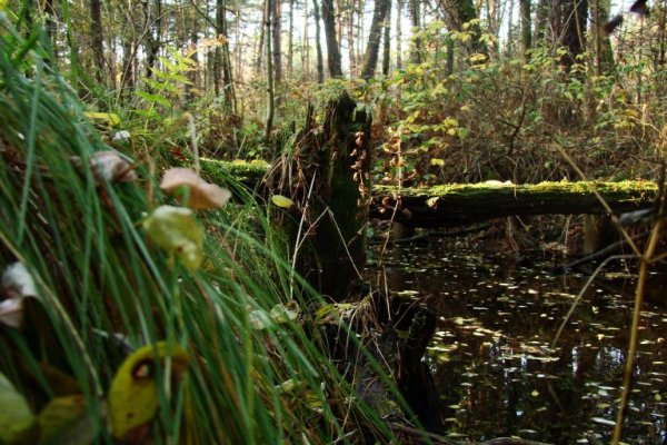 Rezerwat Wielkie Błoto
