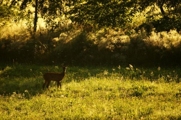 Puszcza Niepołomicka Kłaj