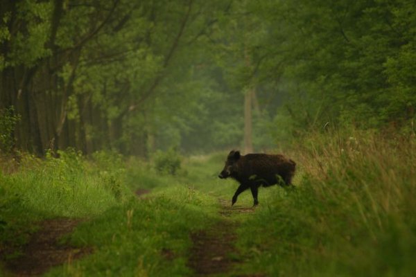 Puszcza Niepołomicka Kłaj