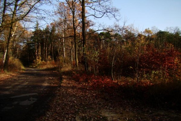 Puszcza Niepołomicka Kłaj