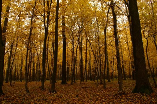 Puszcza Niepołomicka Kłaj