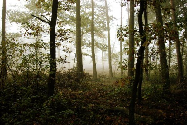 Puszcza Niepołomicka Kłaj