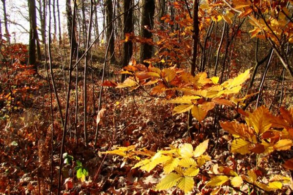 Puszcza Niepołomicka Kłaj