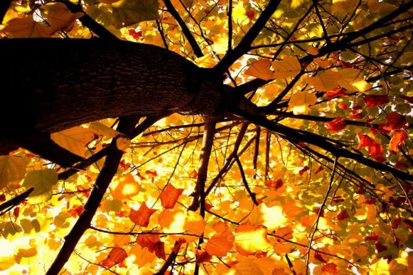 Puszcza Niepołomicka Kłaj