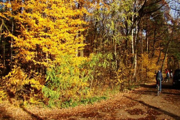 Puszcza Niepołomicka Kłaj