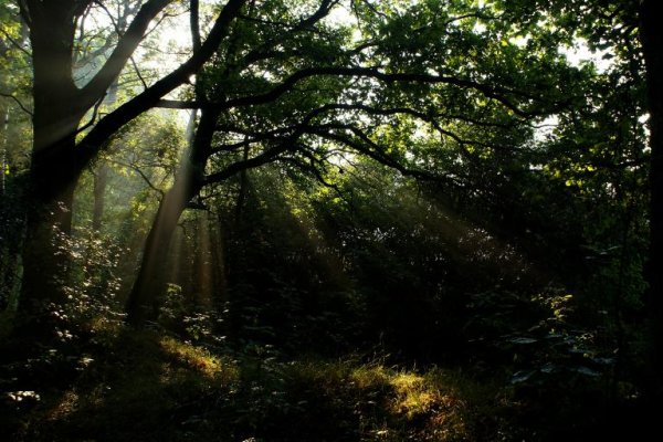 Puszcza Niepołomicka Kłaj
