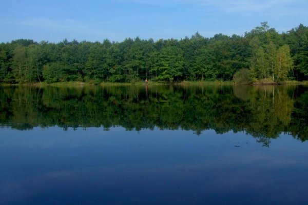 Black Pond in the Niepołomice Forest